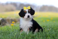 Dolly, a female Miniature Bernedoodle for sale in Fresno, OH – Photo 1 of 9