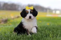 Dolly, a female Miniature Bernedoodle for sale in Fresno, OH – Photo 5 of 9