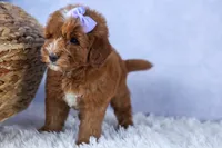🐾 Meet Natasha – F2B Mini Goldendoodle Puppy 🐾, a female Miniature Goldendoodle for sale in Fresno, OH – 4 of 10