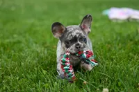 Knox 💙, a male French Bulldog for sale in Fresno, OH – 5 of 10