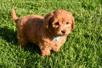 Kody 🐶💖, a male Bichpoo for sale in Fresno, OH – 6 of 10