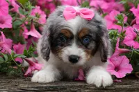   Paisley 💗, a female Cavapoo for sale in Fresno, OH – 8 of 10
