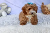 Enzo 🐶, a male Havapoo for sale in Fresno, OH – 7 of 9