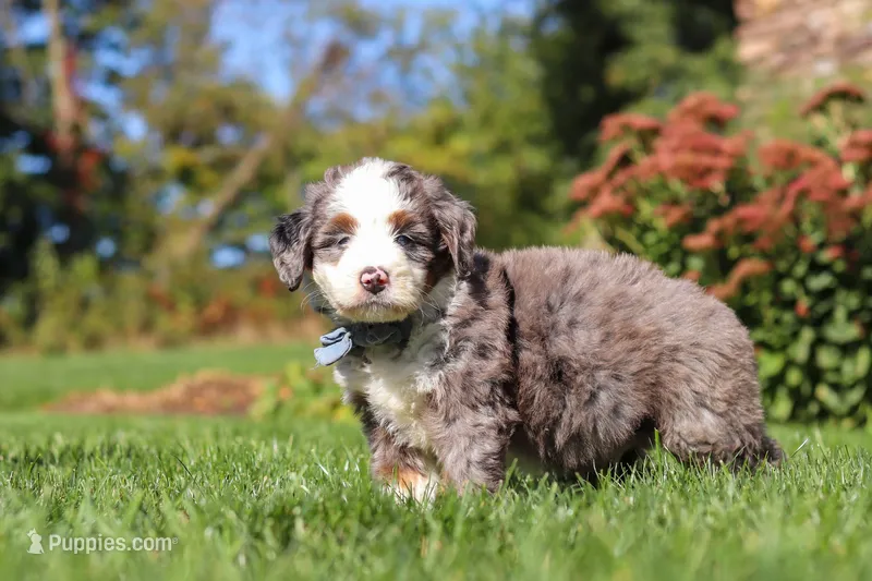 Mooney – Miniature Bernedoodle puppy for sale in Fresno, OH