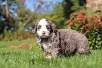 Mooney, a male Miniature Bernedoodle for sale in Fresno, OH – 1 of 6