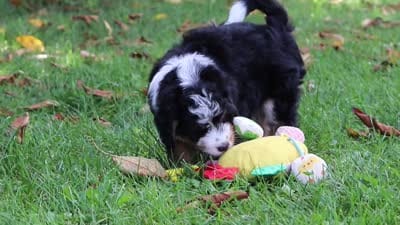 Slinky, a male Miniature Bernedoodle for sale in Fresno, OH – 5 of 5