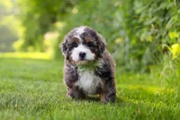 Finn, a male Miniature Bernedoodle for sale in Fresno, OH – 5 of 6
