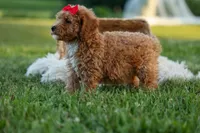 Tyson 💙✨, a male Poodle - Miniature  for sale in Fresno, OH – 3 of 10