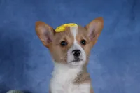 Monty, a female Pembroke Welsh Corgi for sale in Fresno, OH – Photo 1 of 10