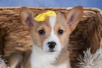 Monty, a female Pembroke Welsh Corgi for sale in Fresno, OH – Photo 9 of 10