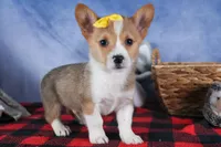 Monty, a female Pembroke Welsh Corgi for sale in Fresno, OH – Photo 4 of 10