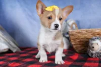Monty, a female Pembroke Welsh Corgi for sale in Fresno, OH – Photo 6 of 10