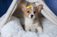 Monty, a female Pembroke Welsh Corgi for sale in Fresno, OH – Photo 3 of 10