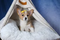 Monty, a female Pembroke Welsh Corgi for sale in Fresno, OH – Photo 8 of 10