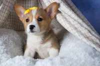 Monty, a female Pembroke Welsh Corgi for sale in Fresno, OH – Photo 7 of 10