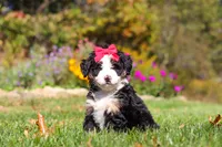 Bena, a female Miniature Bernedoodle for sale in Fresno, OH – 8 of 9