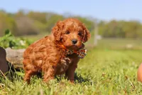 Bear, a male Miniature Goldendoodle for sale in Fresno, OH – 5 of 6