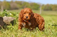 Bear, a male Miniature Goldendoodle for sale in Fresno, OH – 2 of 6