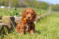 Bear, a male Miniature Goldendoodle for sale in Fresno, OH – 3 of 6