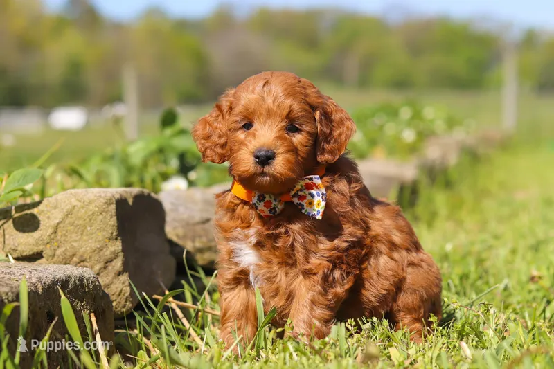 Bear – Miniature Goldendoodle puppy for sale in Fresno, OH