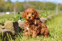 Bear, a male Miniature Goldendoodle for sale in Fresno, OH – 1 of 6