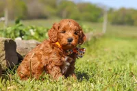 Bear, a male Miniature Goldendoodle for sale in Fresno, OH – 4 of 6