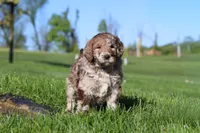 Hudson, a male Newfypoo for sale in Fresno, OH – 6 of 8
