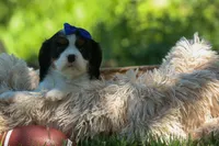 Dotson 🐾, a male Cavalier King Charles Spaniel for sale in Fresno, OH – 2 of 10