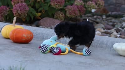 Bones, a male Miniature Bernedoodle for sale in Fresno, OH – 7 of 7