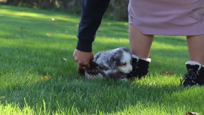 Taylor, a female Miniature Bernedoodle for sale in Fresno, OH – 8 of 8