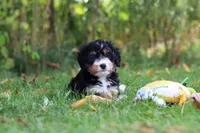 Jannet, a female Miniature Bernedoodle for sale in Fresno, OH – 5 of 6