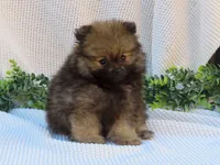Polly 🐾🌸, a female Pomeranian for sale in Fresno, OH – 8 of 10
