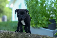 Maverick🩵, a male Staffordshire Bull Terrier for sale in Fresno, OH – 10 of 10