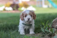 Asher, a male Cavapoo for sale in Fresno, OH – 4 of 7