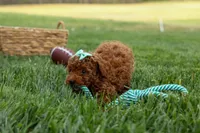 Zaylee, a female Poodle - Miniature  for sale in Fresno, OH – Photo 5 of 9