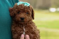 Zaylee, a female Poodle - Miniature  for sale in Fresno, OH – Photo 6 of 9