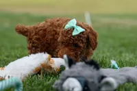 Zaylee, a female Poodle - Miniature  for sale in Fresno, OH – Photo 7 of 9