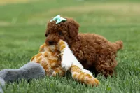 Zaylee, a female Poodle - Miniature  for sale in Fresno, OH – Photo 2 of 9