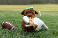 Zaylee, a female Poodle - Miniature  for sale in Fresno, OH – Photo 3 of 9