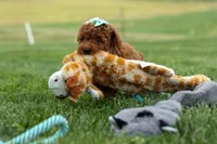 Zaylee, a female Poodle - Miniature  for sale in Fresno, OH – Photo 9 of 9