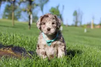Cliff, a male Newfypoo for sale in Fresno, OH – 3 of 8