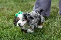 Jaxon 🐶💙, a male Cocker Spaniel for sale in Fresno, OH – 6 of 9