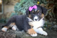 Larson 🐶, a female Miniature Aussiedoodle for sale in Fresno, OH – 2 of 9