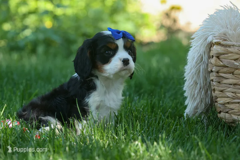 Dotson 🐾 – Cavalier King Charles Spaniel puppy for sale in Fresno, OH