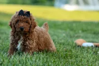 Thor🐾💙, a male Poodle - Miniature  for sale in Fresno, OH – 2 of 10