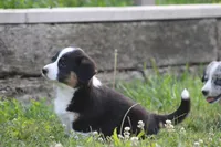 Sadie💗🐾, a female Australian Shepherd and Pembroke Welsh Corgi for sale in Fresno, OH – 4 of 6