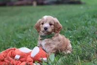 Jett, a male Cavapoo for sale in Fresno, OH – 8 of 10