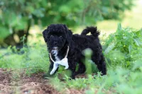 Riley, a male Havapoo for sale in Fresno, OH – 5 of 10
