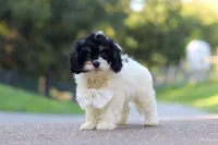 Rubble, a male Cavapoo for sale in Fresno, OH – 5 of 7