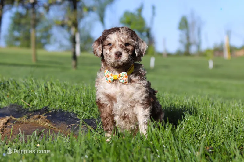 Roscoe – Newfypoo puppy for sale in Fresno, OH